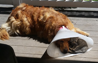Illustration for article titled Cats and dogs being friends.